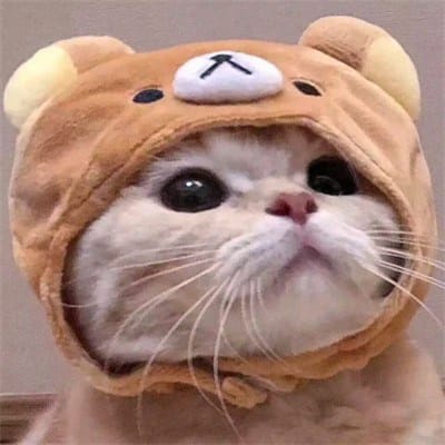 ریحان محمود avatar